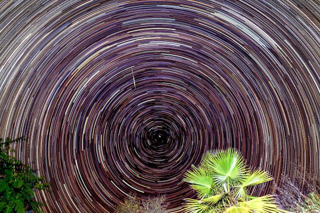 Startrails mit Palme