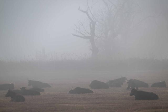 Camargue-Stiere im Frühnebel