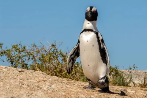 Brillenpinguine am "Boulders Beach" in Südafrika