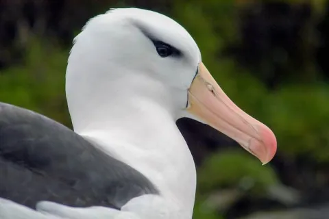 Black-browed albatrosses in the Falklands