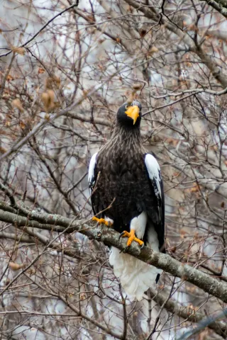 Riesenseeadler auf Hokkaido in Japan