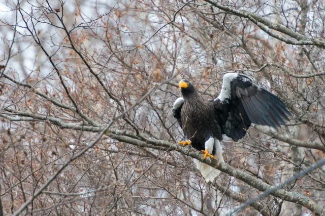 Steller's Sea Eagle on Hokkaido