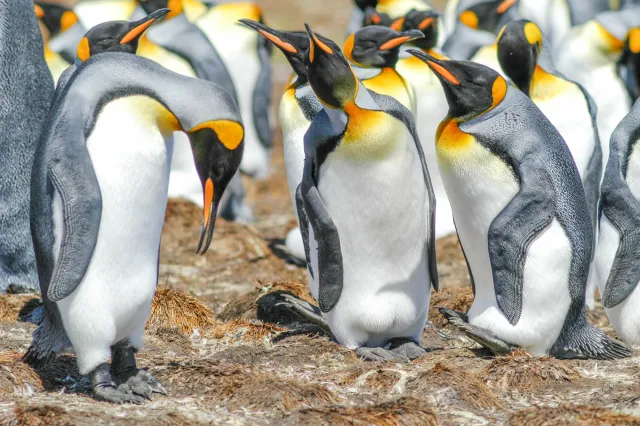 King penguin at Volunteerpoint, east island of the Falklands