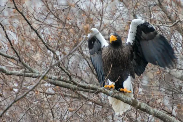 Riesenseeadler auf Hokkaido in Japan