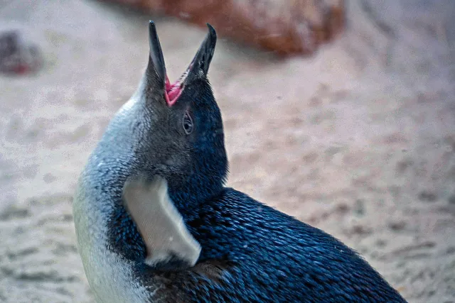 Little penguin - with the kind permission of the Cologne Zoo