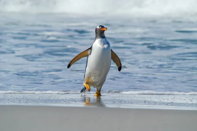 Eselspinguine am Volunteer Point, Ostfalkland