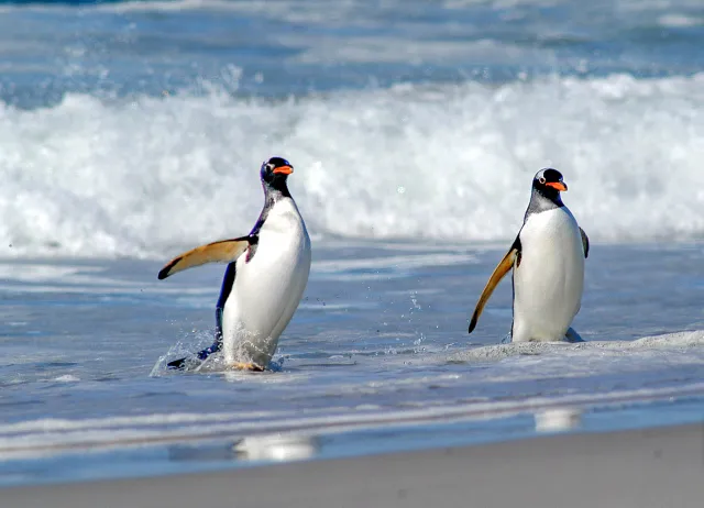 Eselspinguine am Volunteer Point, Ostfalkland