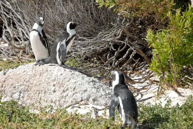 African penguins at "Boulders Beach" in South Africa