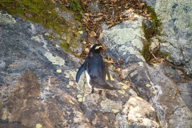 Fiordland penguins on the South Island of New Zealand