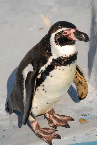 Humboldt penguin (With the kind permission of the Cologne Zoo)