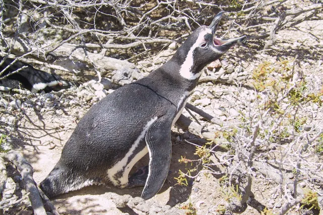 Magellan-Pinguine in Argentinien