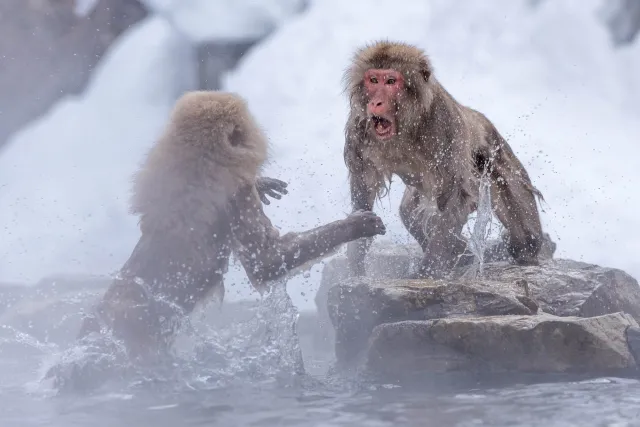 Combative snow monkeys in Yudanaka