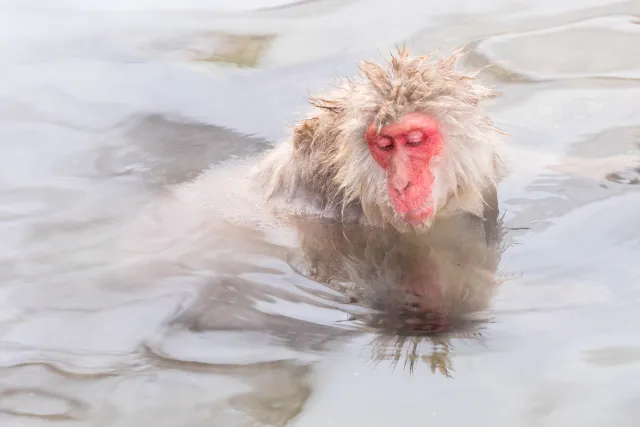 Japanese macaque in the hot pool, Yudanaka