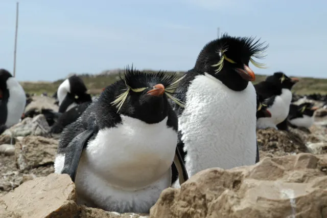 Die Felsenpinguinkolonie auf Pebble Island, eine der Falklandinseln