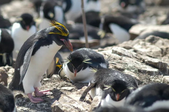 Goldschopfpinguine auf Pebble Island