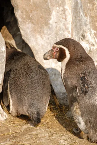 Humboldt penguin (With the kind permission of the Cologne Zoo)