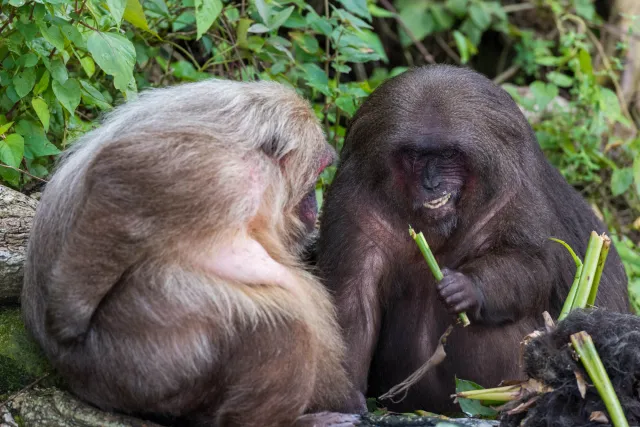 Macaque family with cub