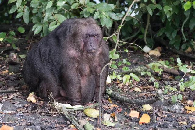 Overweight bear macaque