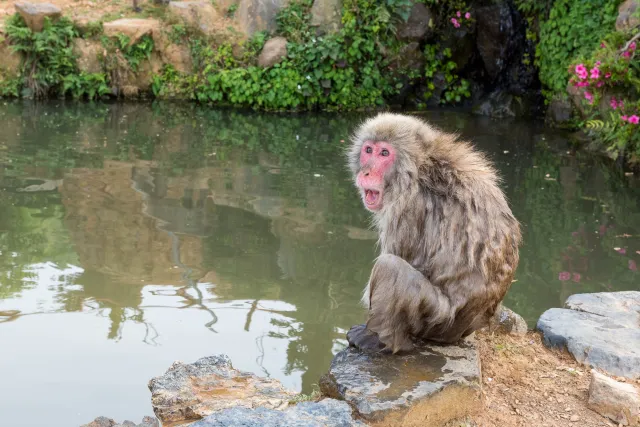 Japanmakaken in Arashiyama