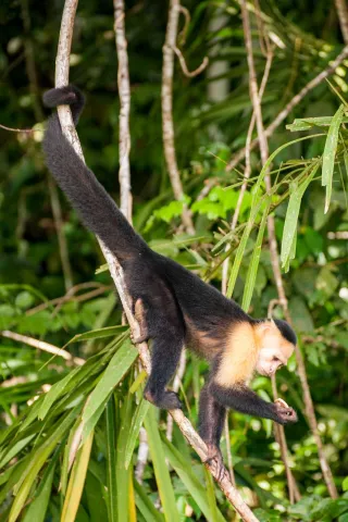 Panamanian white-faced capuchin on the Panama Canal