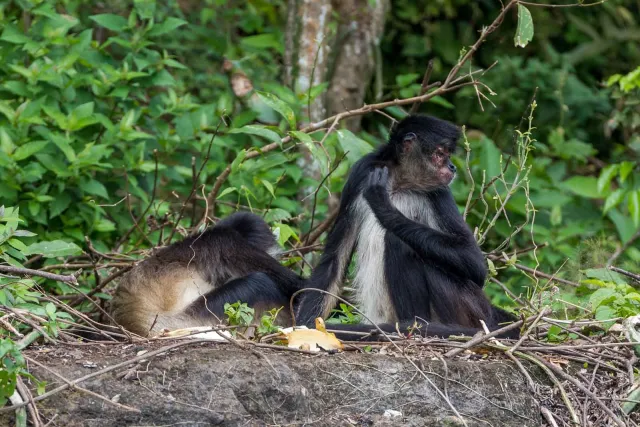 Geoffroy spider monkey on the island of Mono Arana in Lake Catemaco