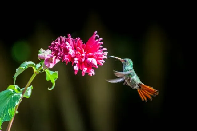 Rufous-tailed hummingbird in Boquete, Panama