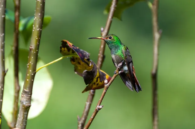 Braunschwanzamazilie in Boquete, Panama