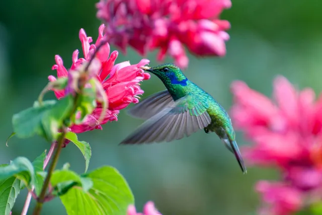 Violet ear hummingbirds in Boquete, Panama