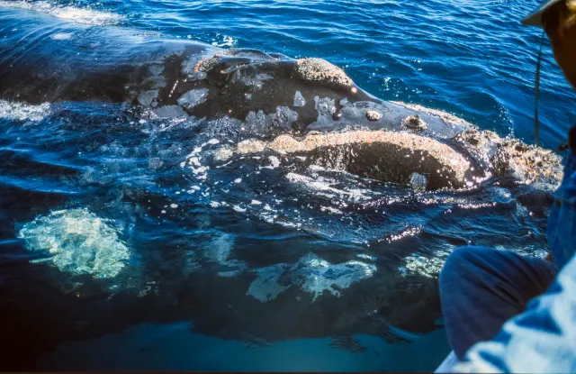 Whale watching in Piramides Bay, Valdes