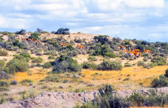 Guanacos on Valdes