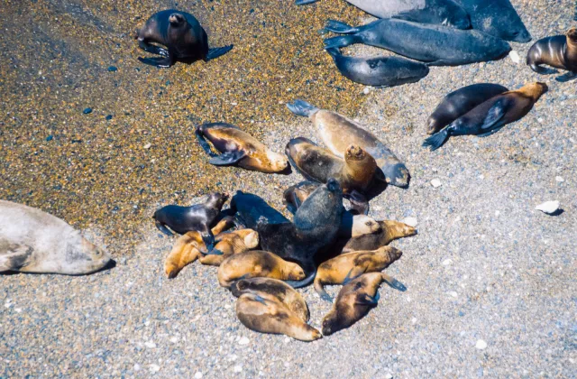 Sea lions on Valdes