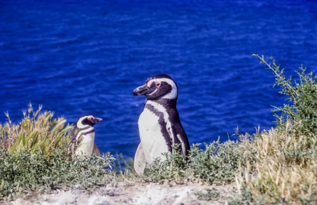 Magellanpinguine auf Valdes