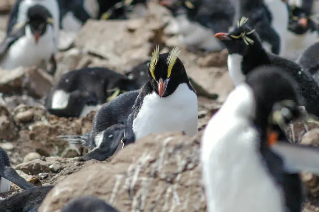 Kronenpinguin (Eudyptes sclateri)