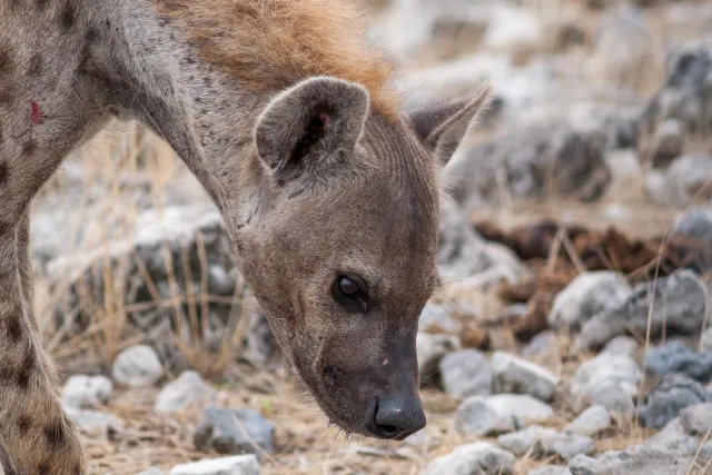 Spotted hyenas in the Etoshapark