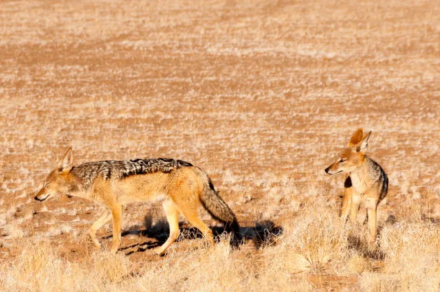 Black-backed jackals on the roadside