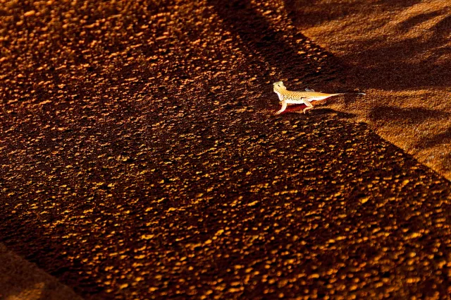 Lizard in the Namib Desert