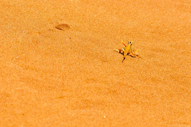 Lizard in the Namib desert while cooling the limbs