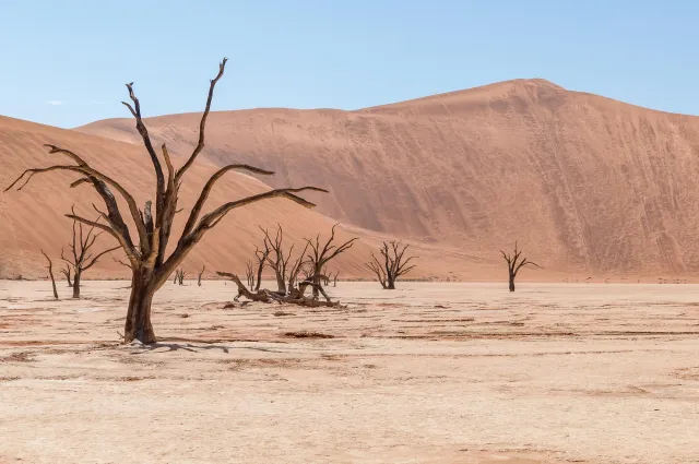 Dead camel thorn trees in Deadvlei