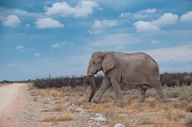 Elephants in Namibia