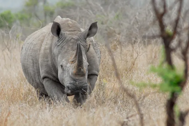 Breitmaulnashörner in Südafrika