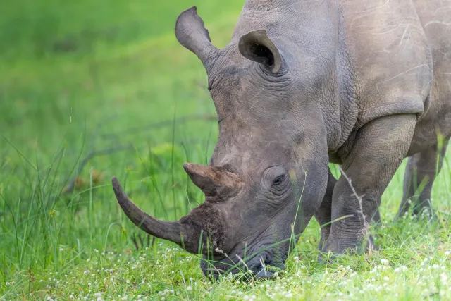 White rhinos in South Africa