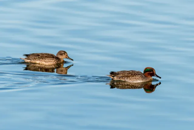 Common teal (anas crecca)