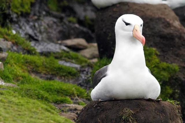 Schwarzbrauenalbatrosse auf den Falklands