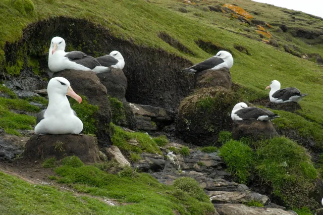 Schwarzbrauenalbatrosse auf den Falklands