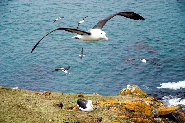 Black-browed albatrosses in the Falklands