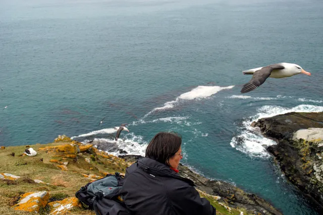 Schwarzbrauenalbatrosse auf den Falklands