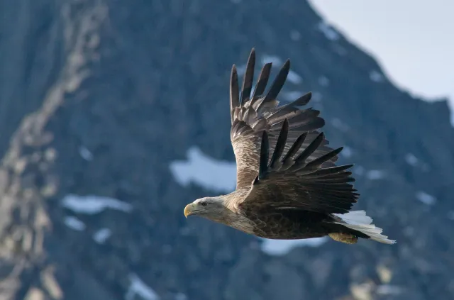 White-tailed eagles over the Trollfjord