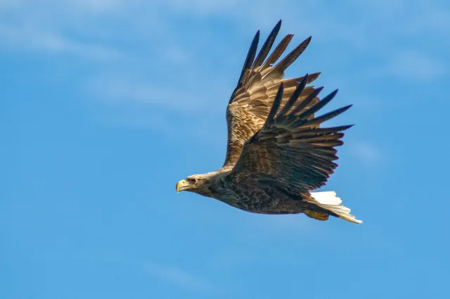 White-tailed eagles over the Trollfjord