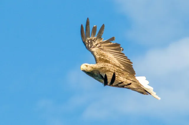 White-tailed eagles over the Trollfjord