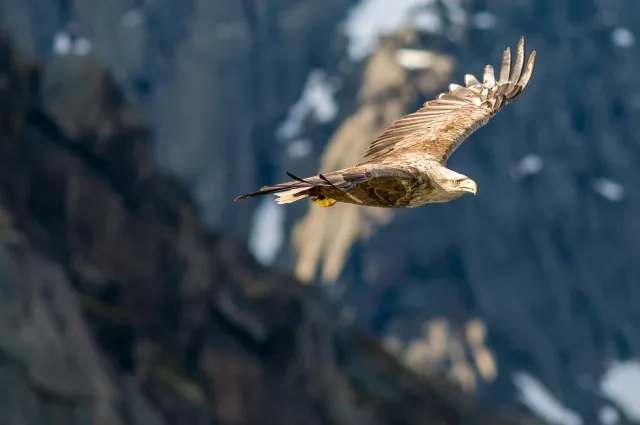 Seeadler auf den Lofoten